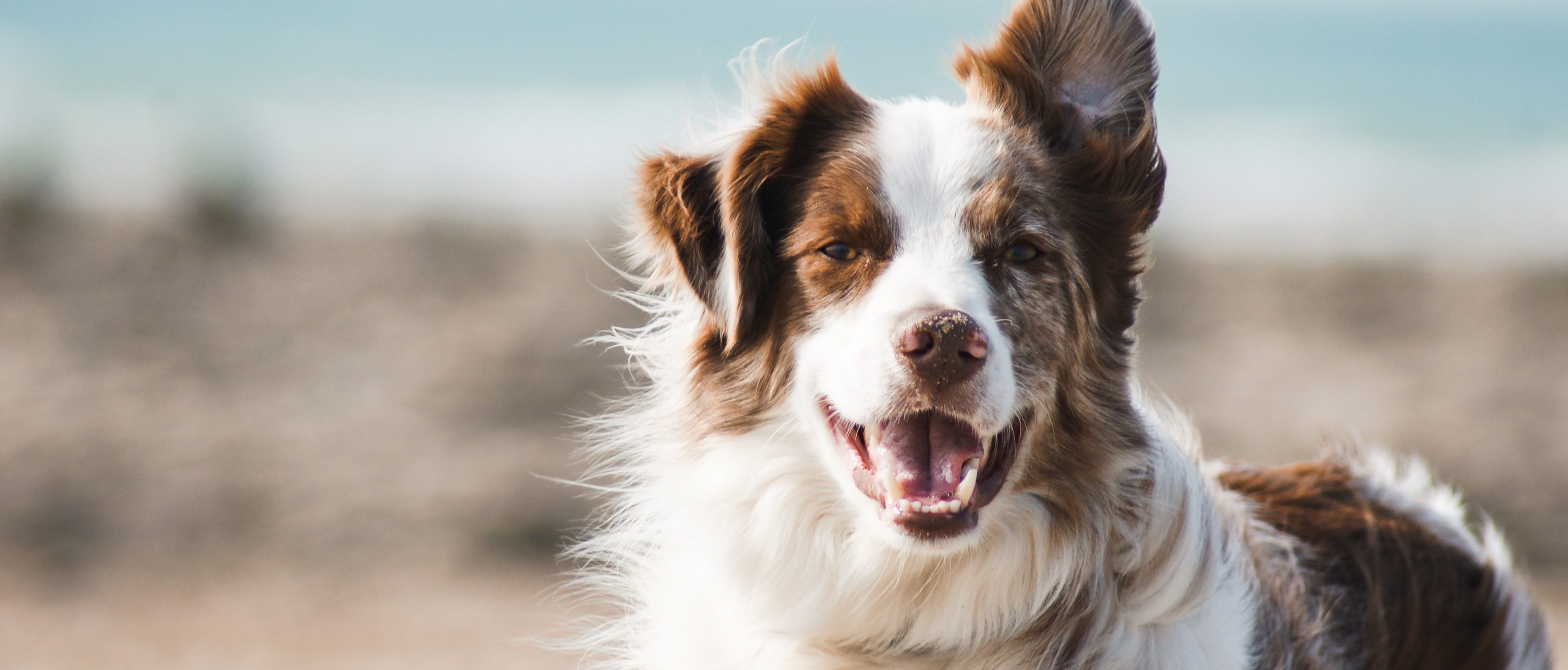 resolving pet custody disputes